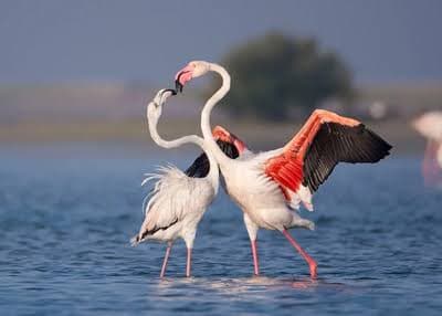 Bundala UNESCO Wetland Reserve