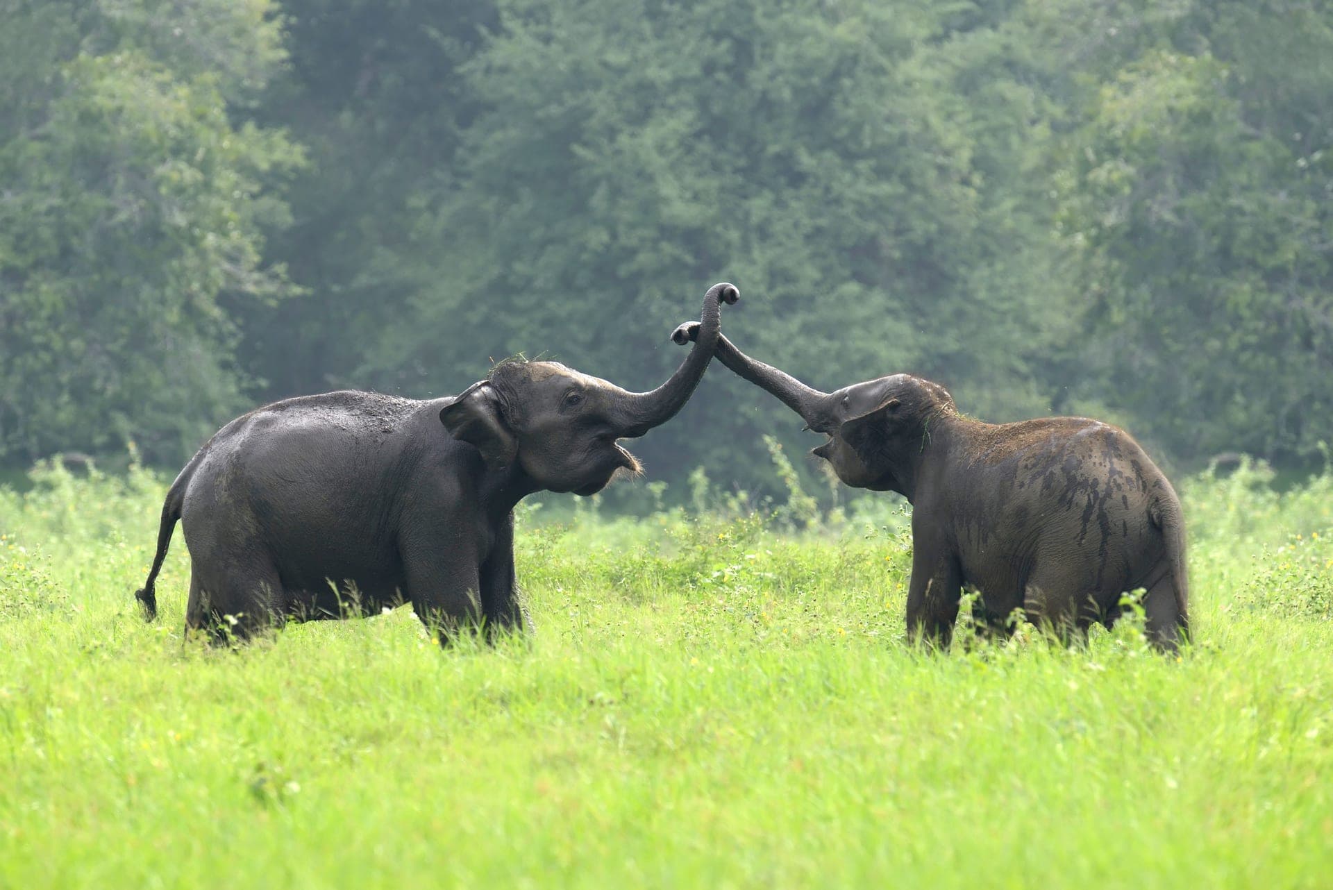 Minneriya National Park Photo 3