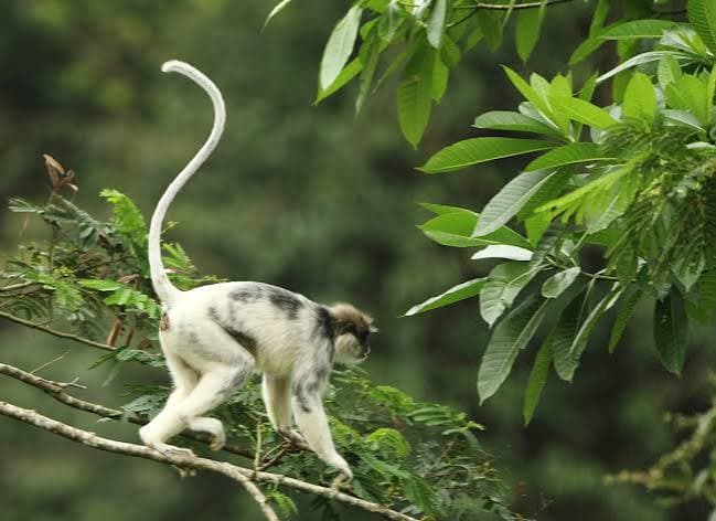 Sinharaja Rainforest Photo 3