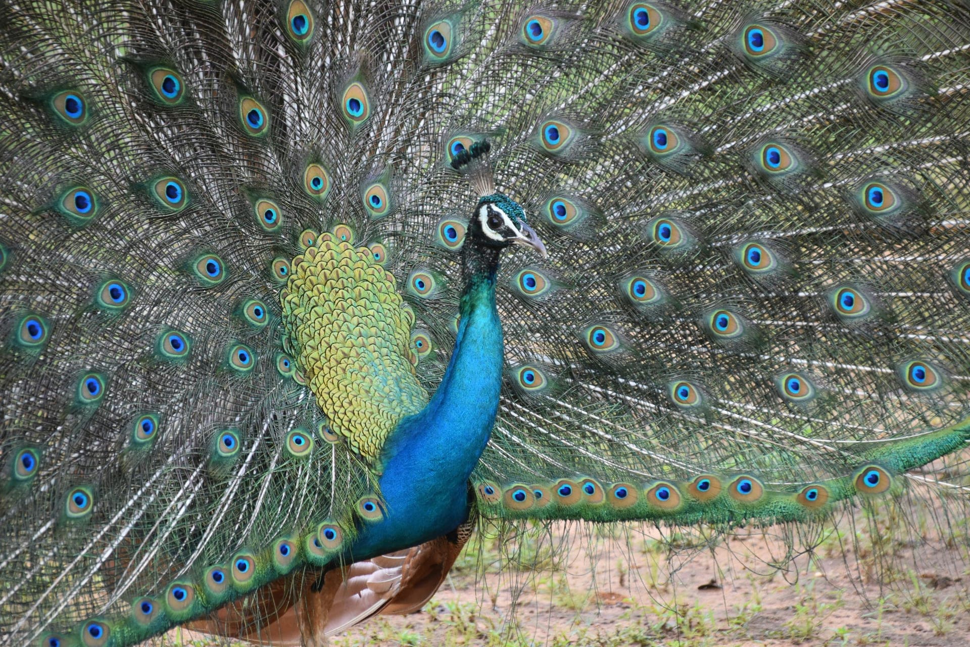 Yala Safari & Mirissa Coast