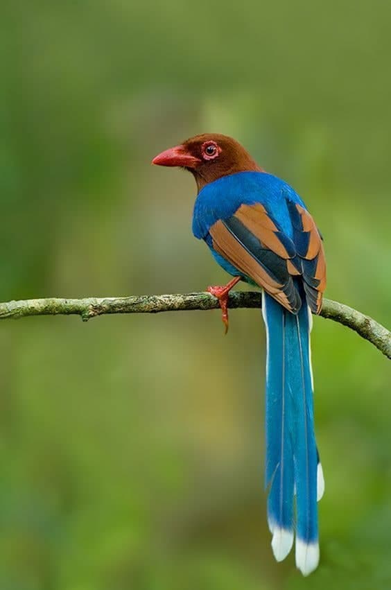 Sri Lanka Blue Magpie