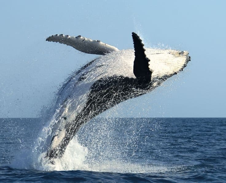 Blue Whale
