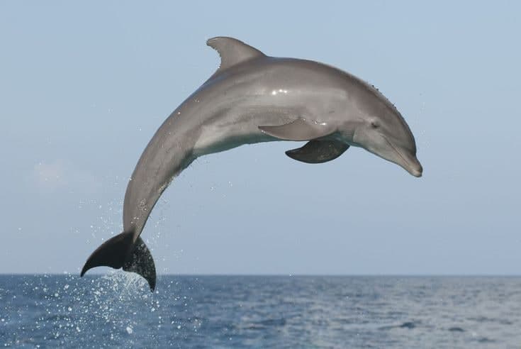 Spinner Dolphin