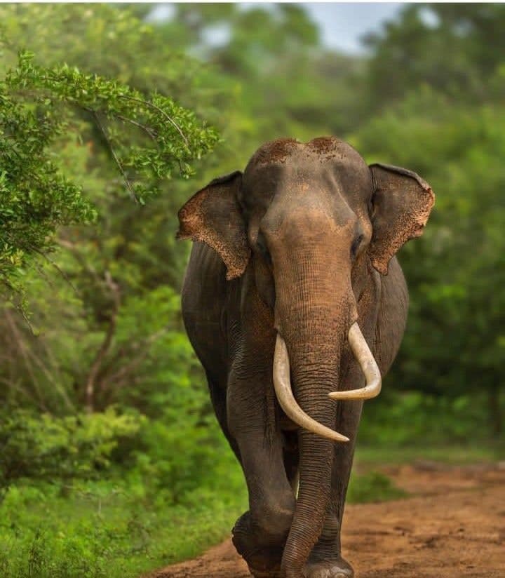 Sri Lankan Elephant
