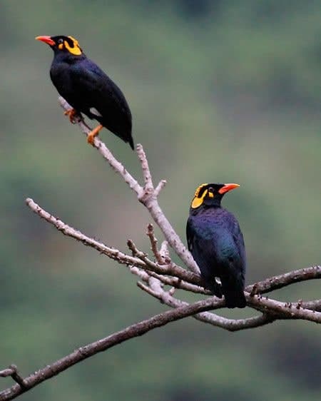 Sri Lanka Hill Myna