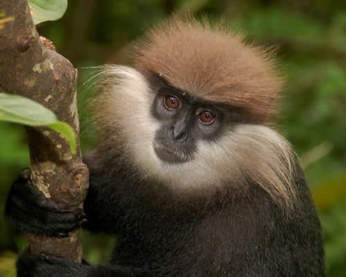 Gray Langur