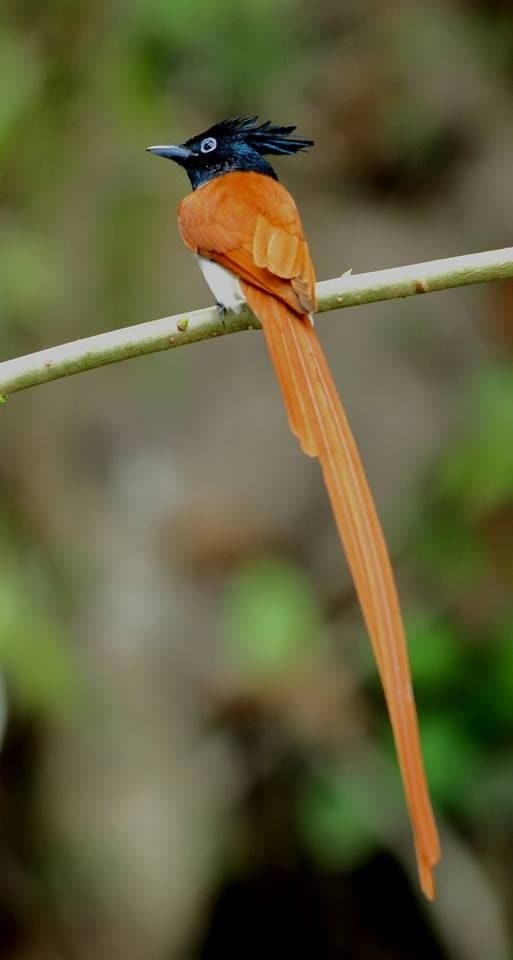 Sri Lankan Paradise Flycatcher