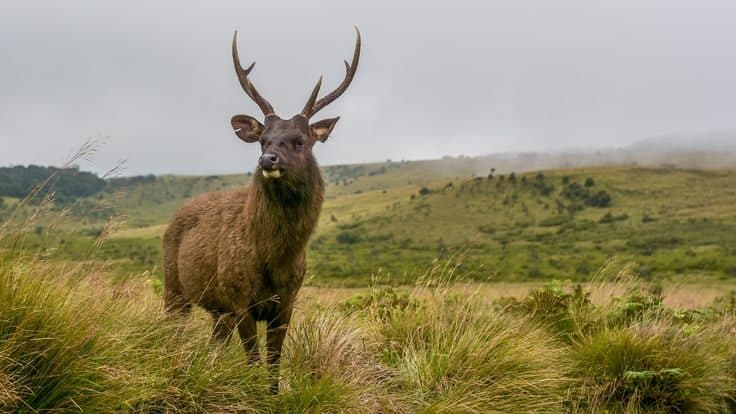 Sambar Deer