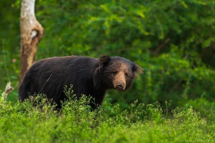 Sloth Bear