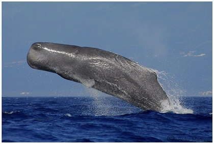 Sperm Whale