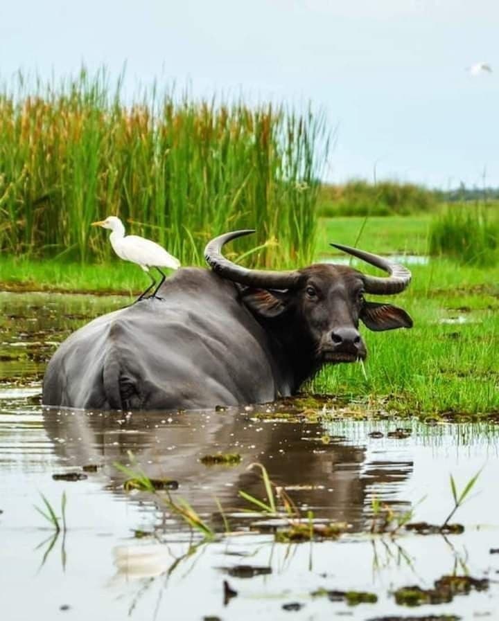 Wild Water Buffalo