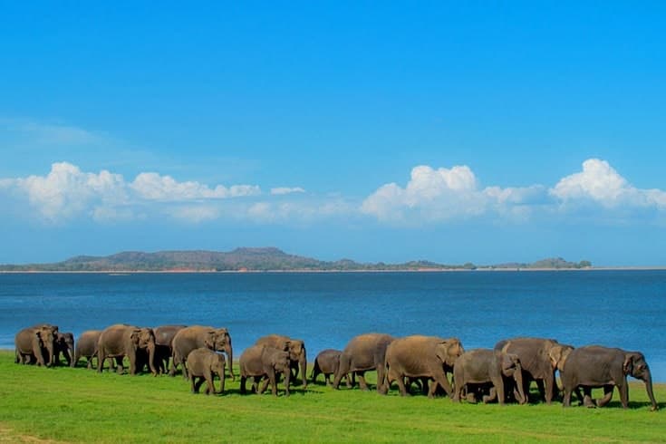 Minneriya National Park