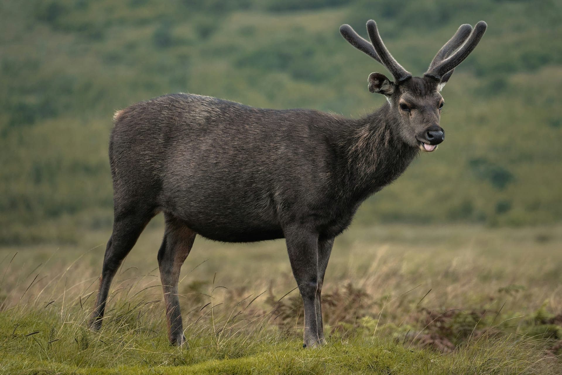 Horton Plains Photo 2