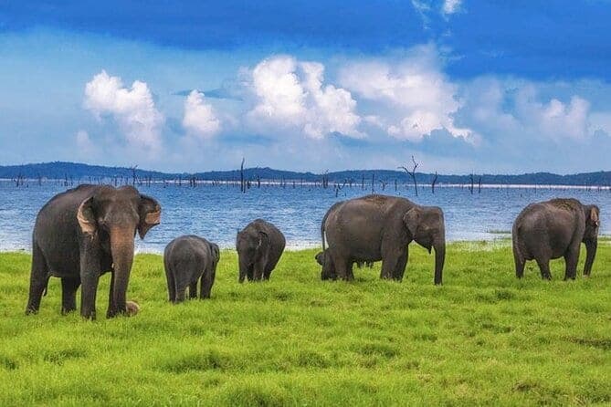 Kaudulla Elephant Safari