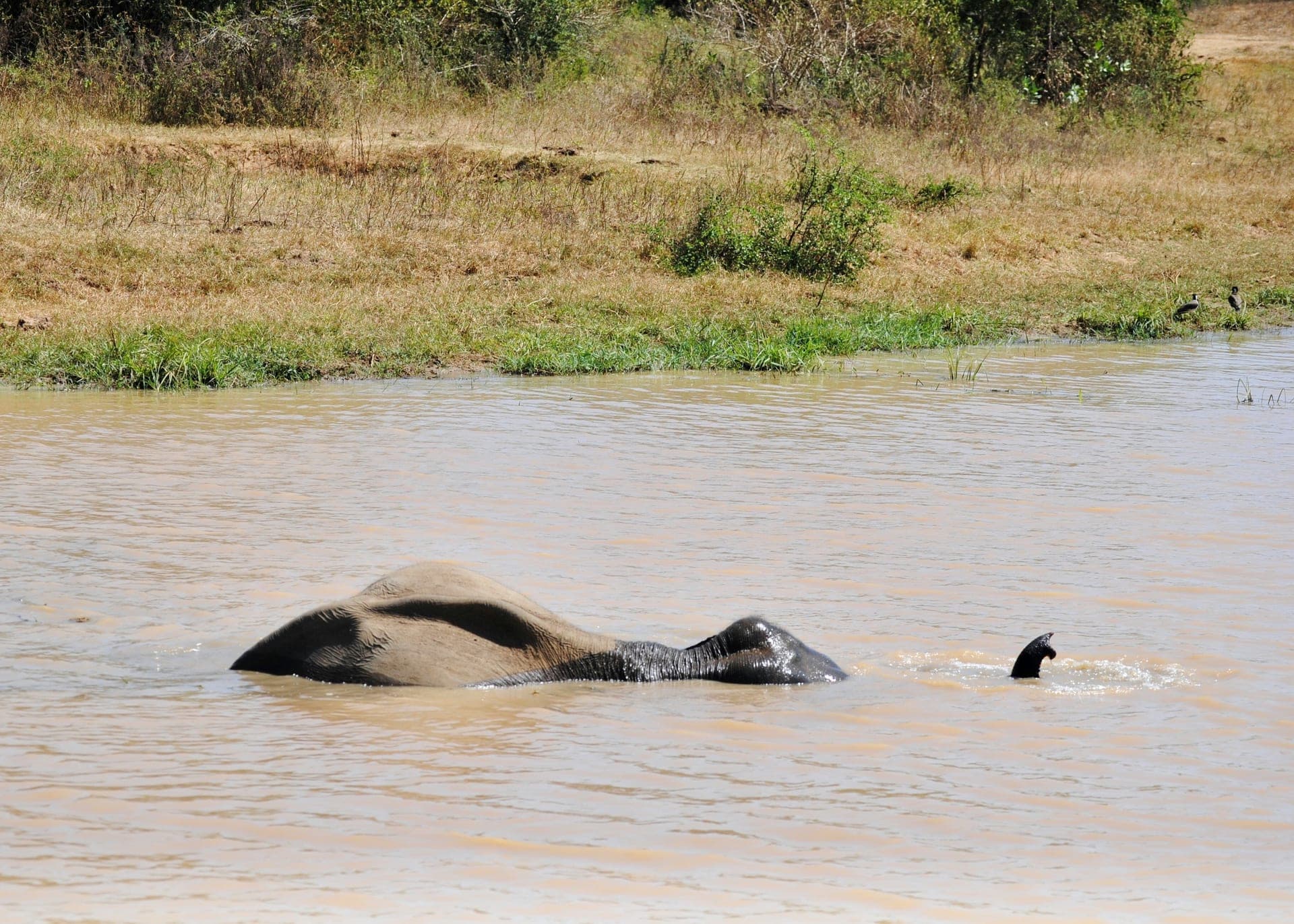 Udawalawe National Park Photo 2