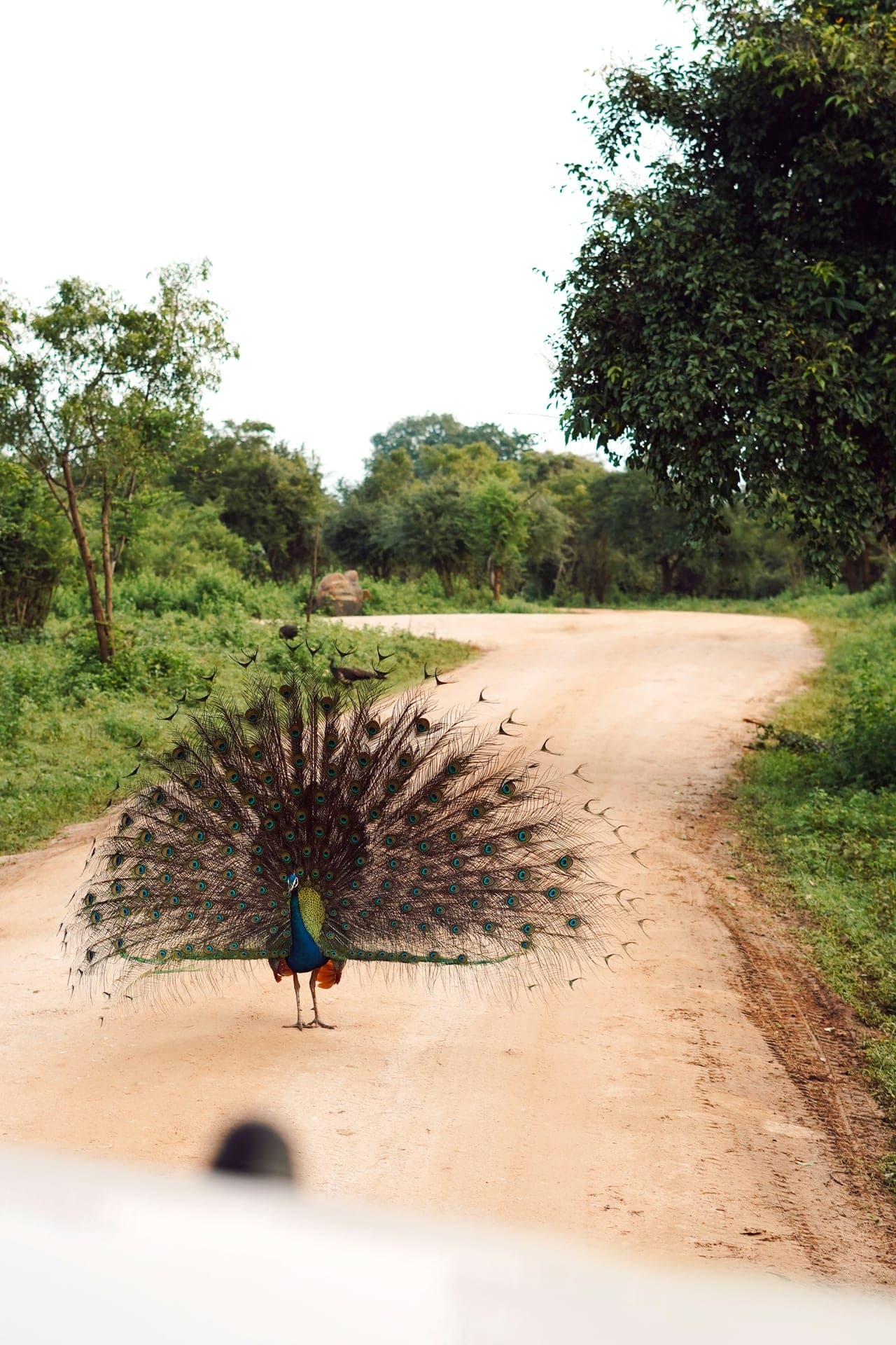Udawalawe National Park Photo 3
