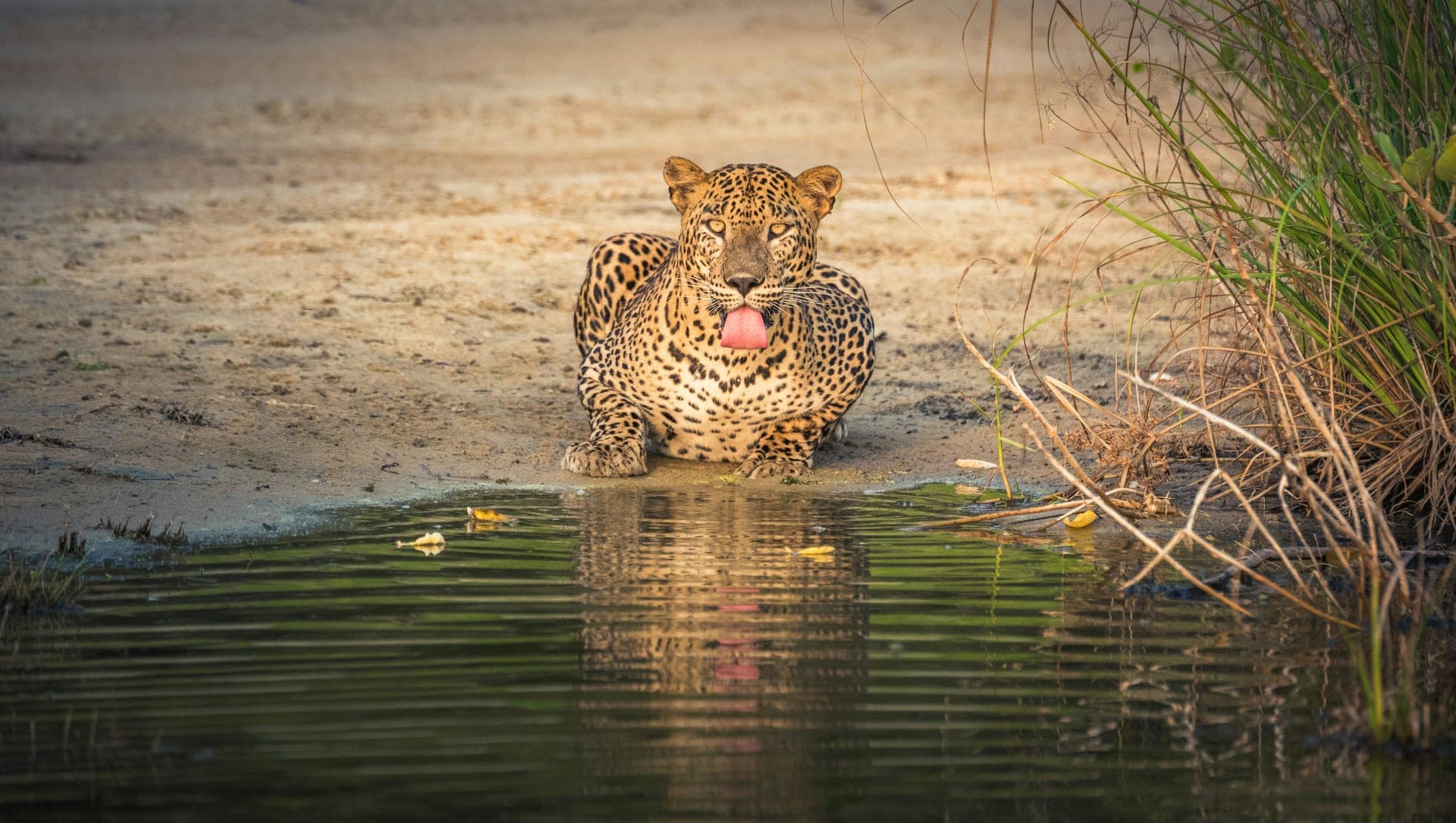 Wild Frontiers